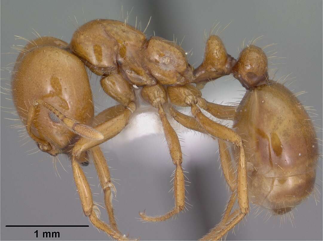 Image of Desert Fire Ant