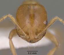 Image of Desert Fire Ant