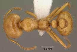 Image of Desert Fire Ant