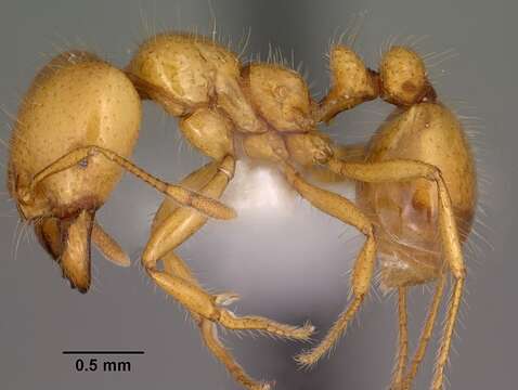 Image of Solenopsis aurea Wheeler 1906