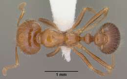 Image of Southern Fire Ant