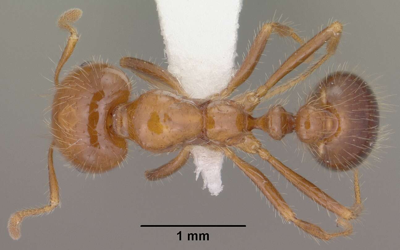 Image of Southern Fire Ant