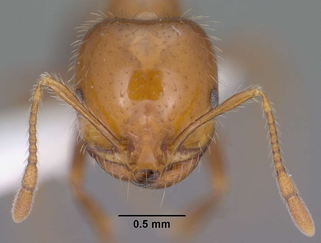 Image of Southern Fire Ant