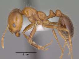 Image of Southern Fire Ant