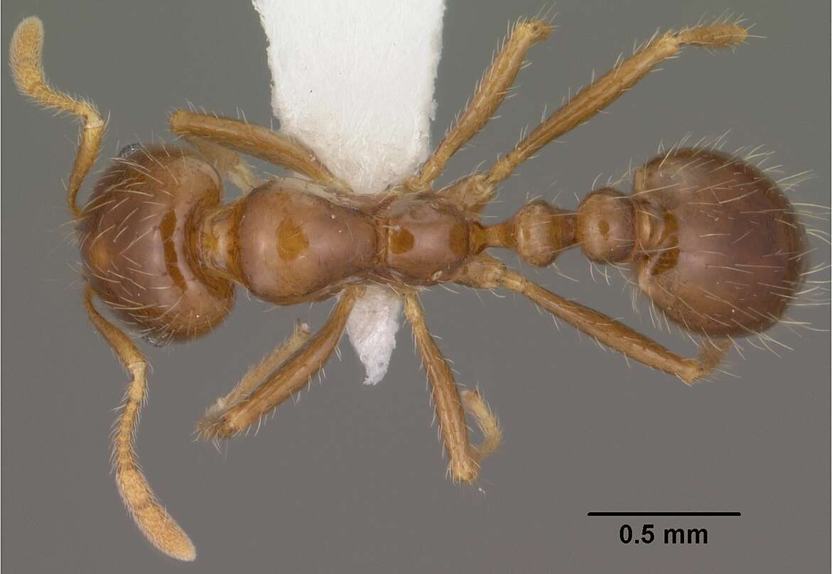 Image of Southern Fire Ant