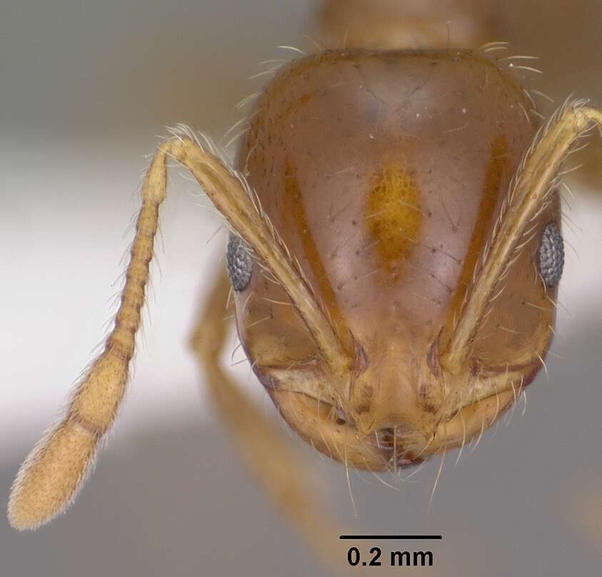 Image of Southern Fire Ant