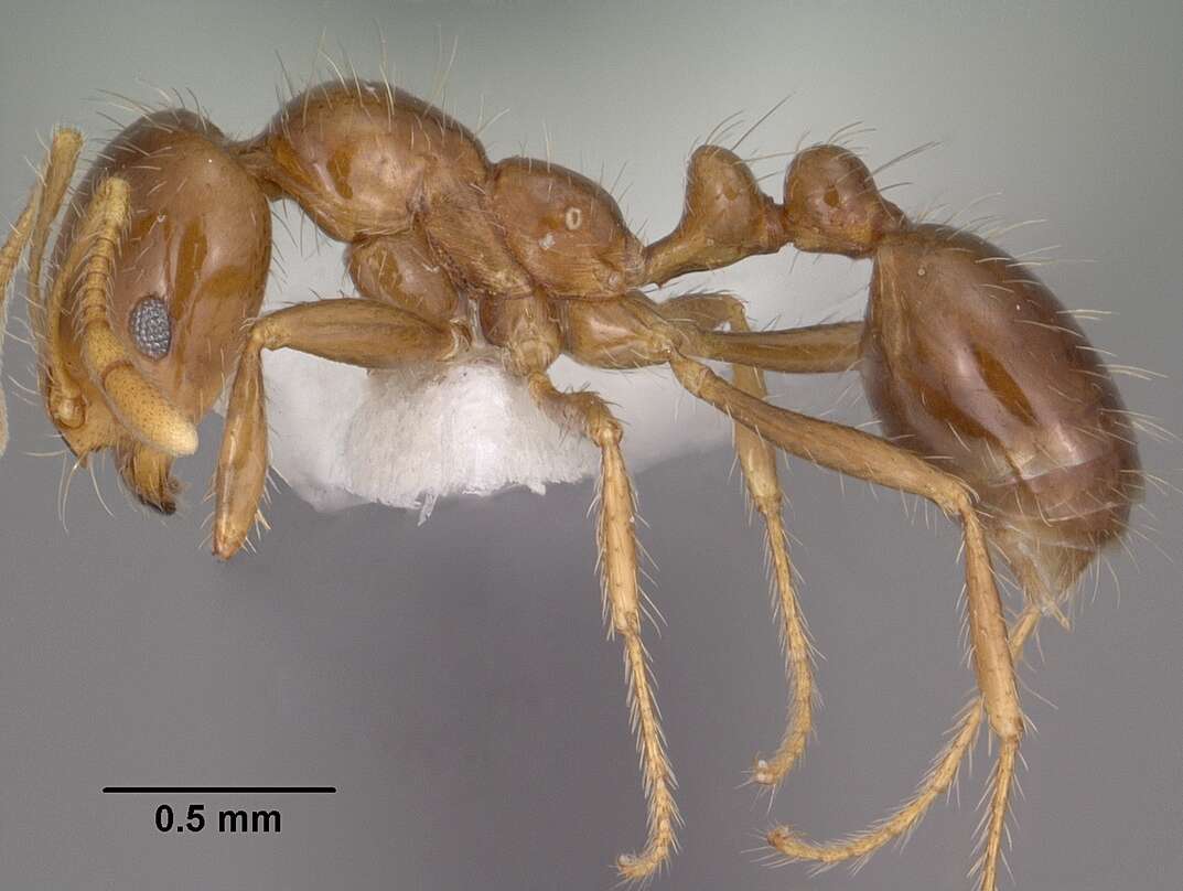 Image of Southern Fire Ant