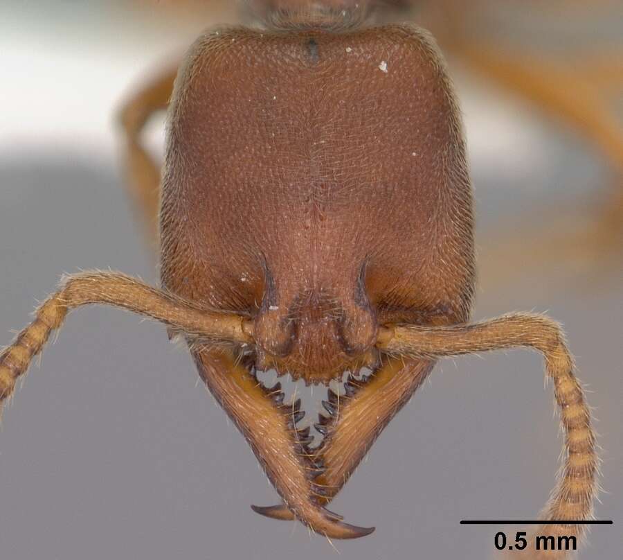 Image of Stigmatomma pallipes