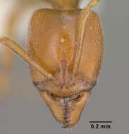 Image of Hypoponera inexorata (Wheeler 1903)