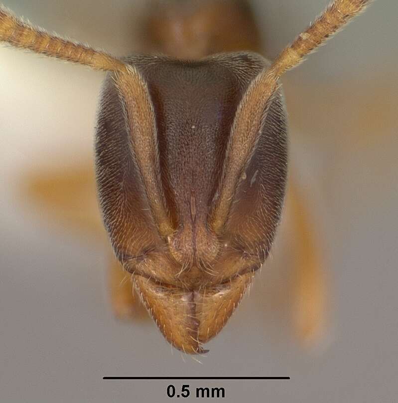 Image of Hypoponera opacior (Forel 1893)