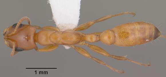 Слика од Pseudomyrmex