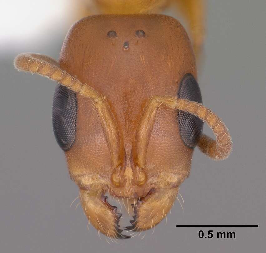 Слика од Pseudomyrmex