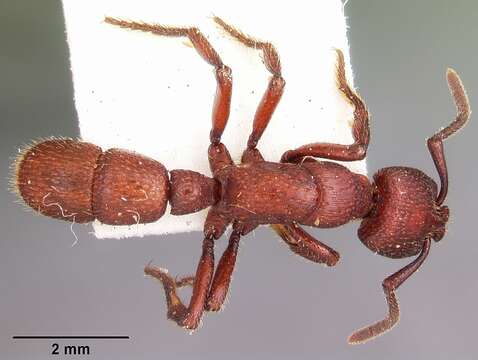 Image of Psalidomyrmex foveolatus Andre 1890