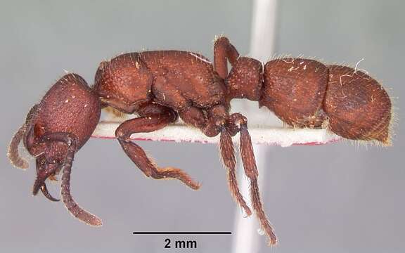 Image of Psalidomyrmex foveolatus Andre 1890