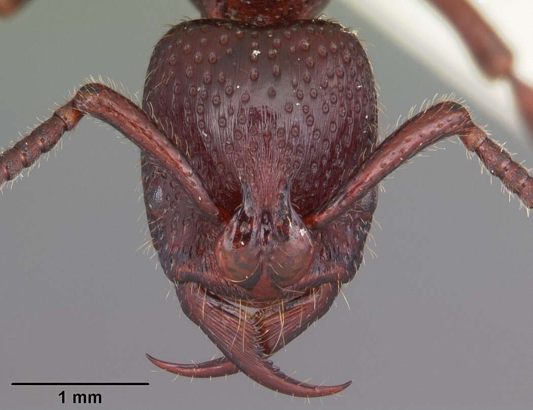 Image of Psalidomyrmex sallyae Bolton 1975