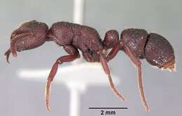 Image of Psalidomyrmex sallyae Bolton 1975