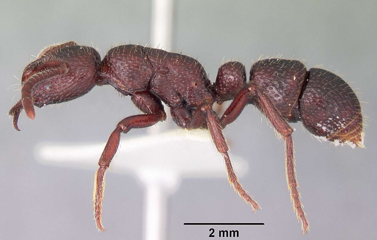 Image of Psalidomyrmex sallyae Bolton 1975