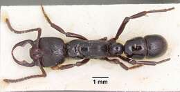 Image of Psalidomyrmex reichenspergeri Santschi 1913