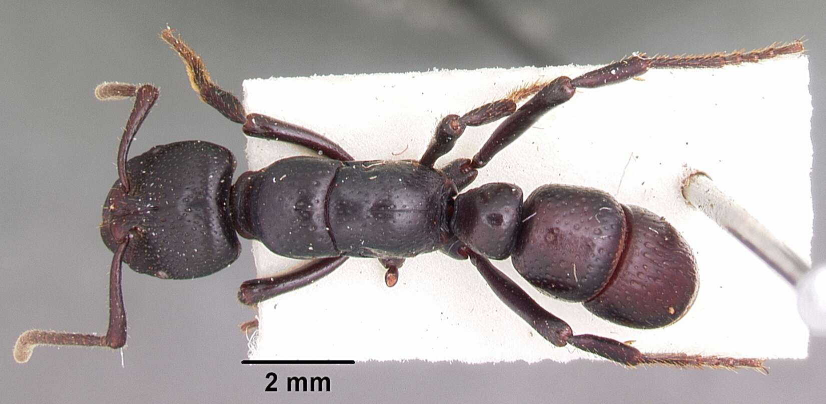 Image of Psalidomyrmex procerus Emery 1901