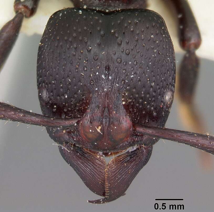 Image of Psalidomyrmex procerus Emery 1901