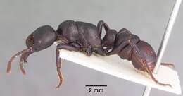 Image of Psalidomyrmex procerus Emery 1901