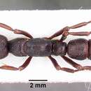 Image of Psalidomyrmex wheeleri Santschi 1923