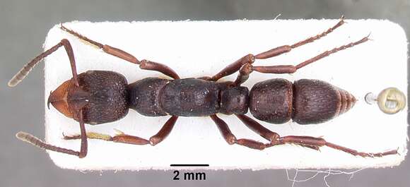 Image of Psalidomyrmex wheeleri Santschi 1923