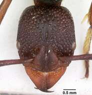 Image of Psalidomyrmex wheeleri Santschi 1923