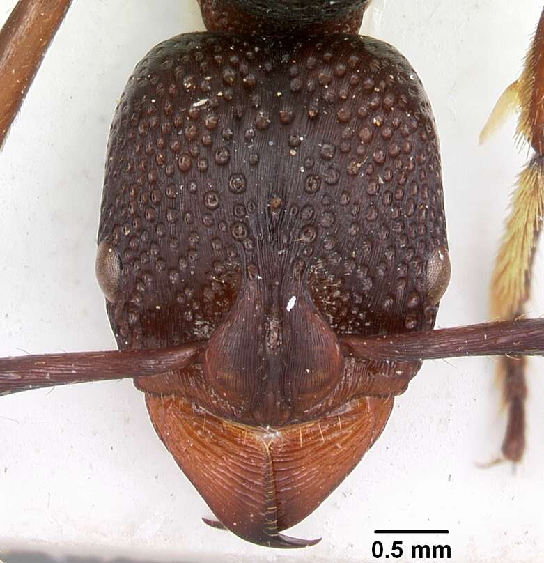 Image of Psalidomyrmex wheeleri Santschi 1923