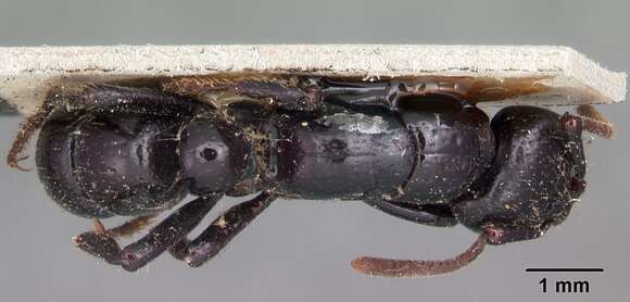 Image of Psalidomyrmex