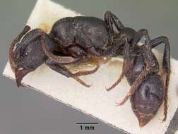 Psalidomyrmex resmi