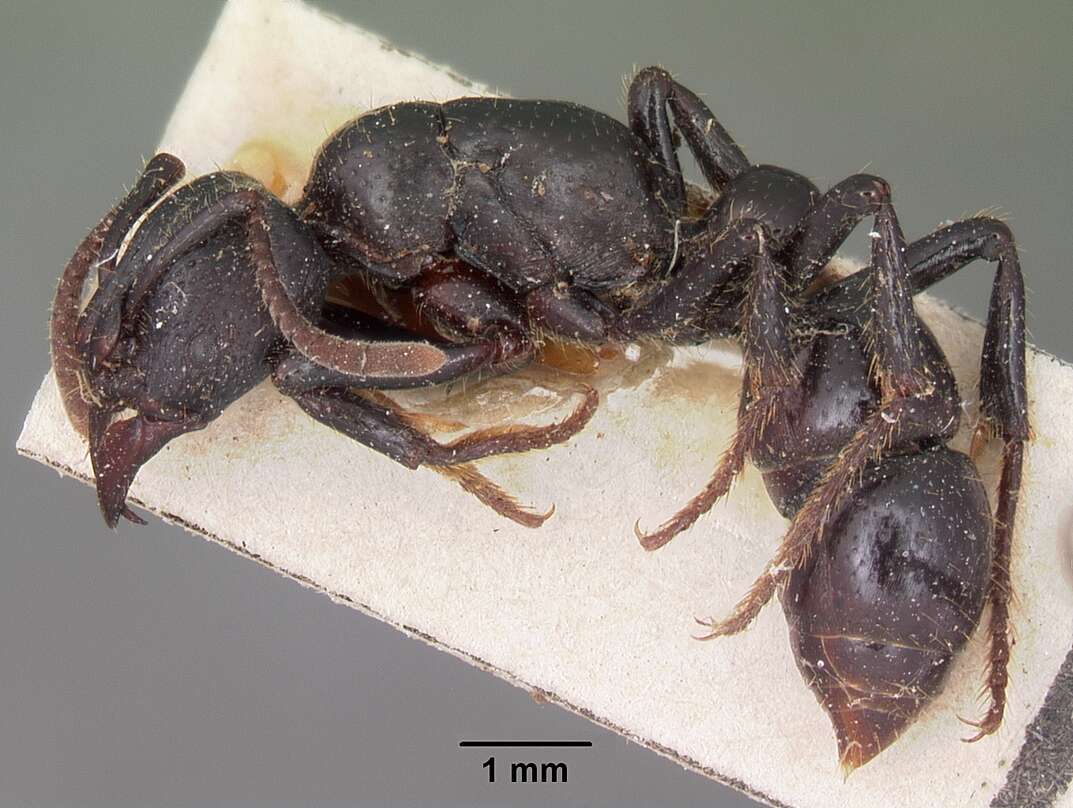 Psalidomyrmex resmi