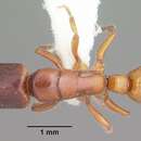 Image of <i>Promyopias silvestrii</i>