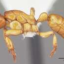 Image of <i>Centromyrmex praedator</i>