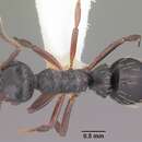 Image of Thaumatomyrmex mutilatus Mayr 1887
