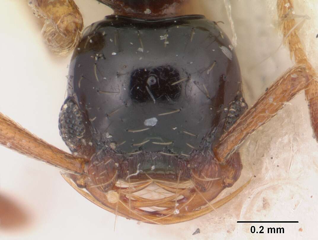 Image of Thaumatomyrmex cochlearis Creighton 1928