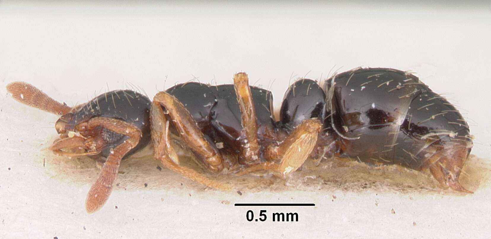 Image of Thaumatomyrmex cochlearis Creighton 1928