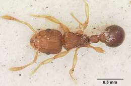 Image of Ant