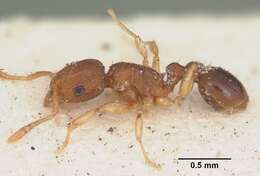 Image of Ant