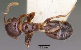 Image of Crematogaster madagascariensis Andre 1887