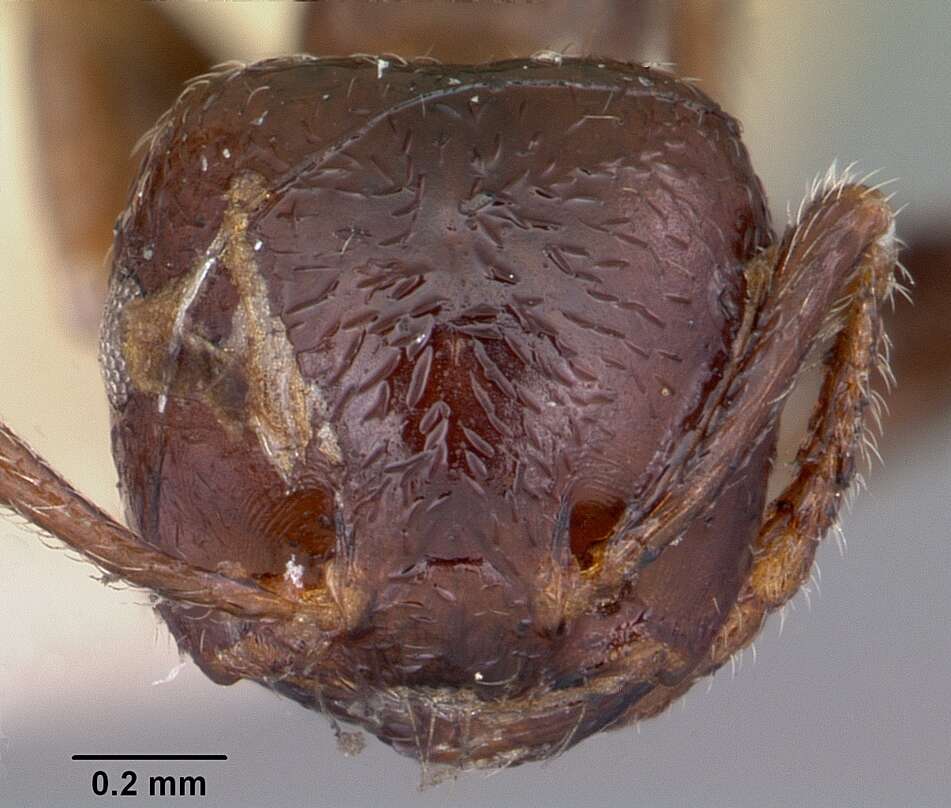 Image of Crematogaster madagascariensis Andre 1887