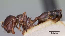 Image of Crematogaster madagascariensis Andre 1887