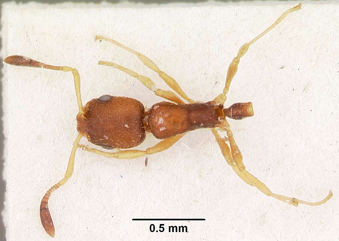 Image of Ant