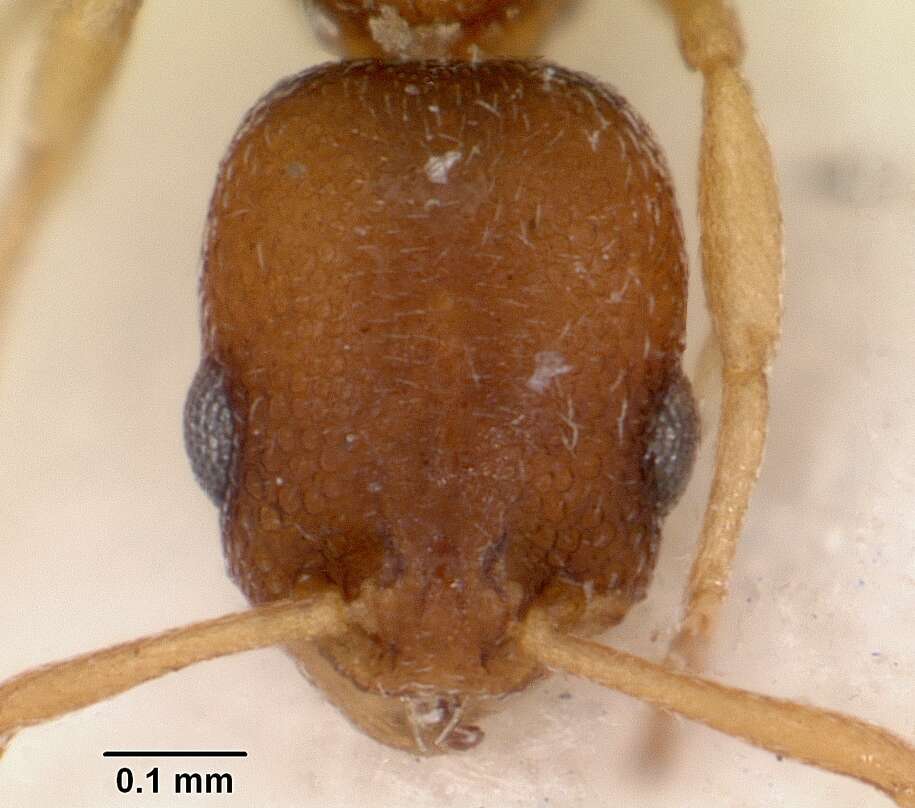 Image of Ant