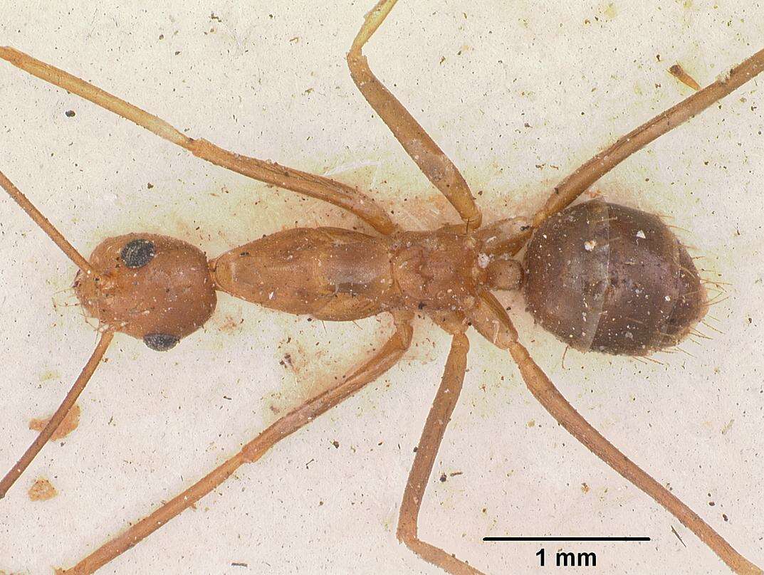 Plancia ëd Anoplolepis