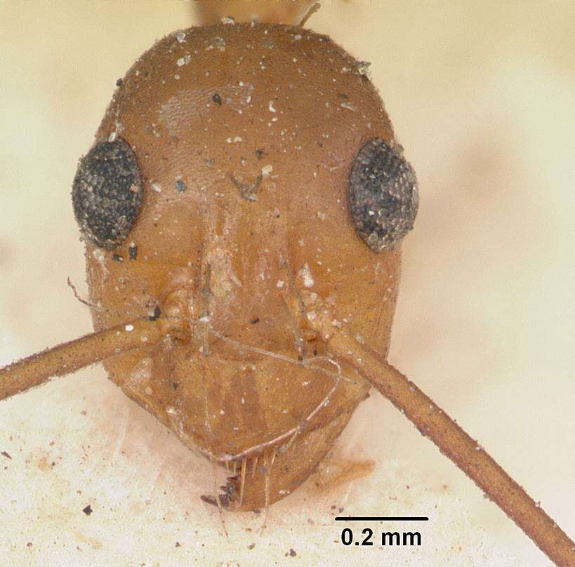 Image of Anoplolepis