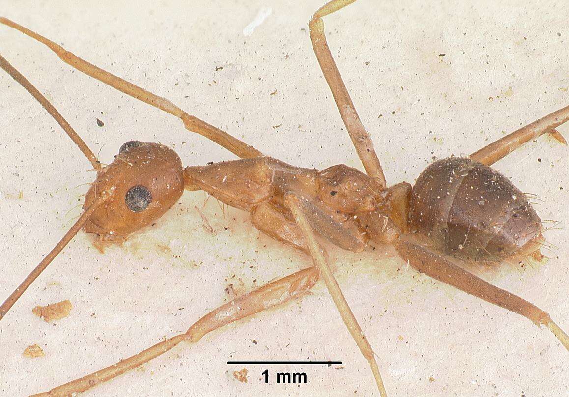 Image of Anoplolepis