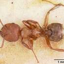 Слика од Crematogaster castanea Smith 1858