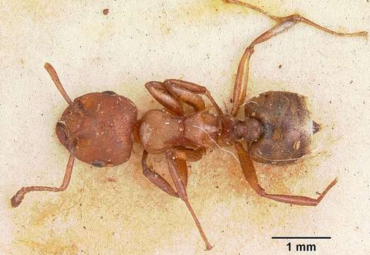 Image of Crematogaster castanea Smith 1858