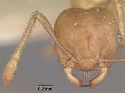 Image of Crematogaster hova Forel 1887